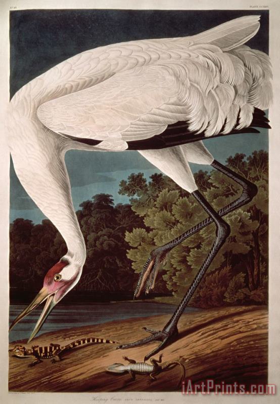 John James Audubon Whooping Crane Art Painting