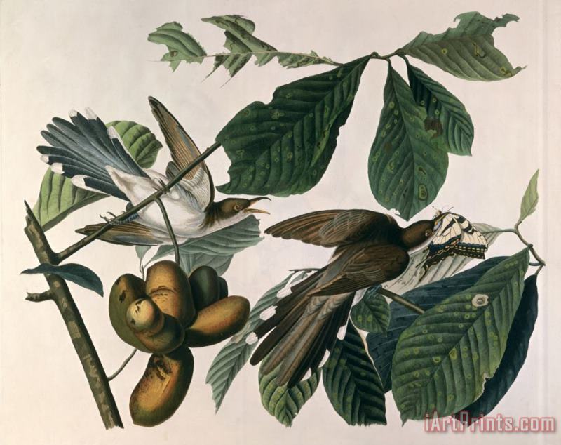 John James Audubon Yellow Billed Cuckoo From Birds of America Engraved by William Home Lizars Art Print