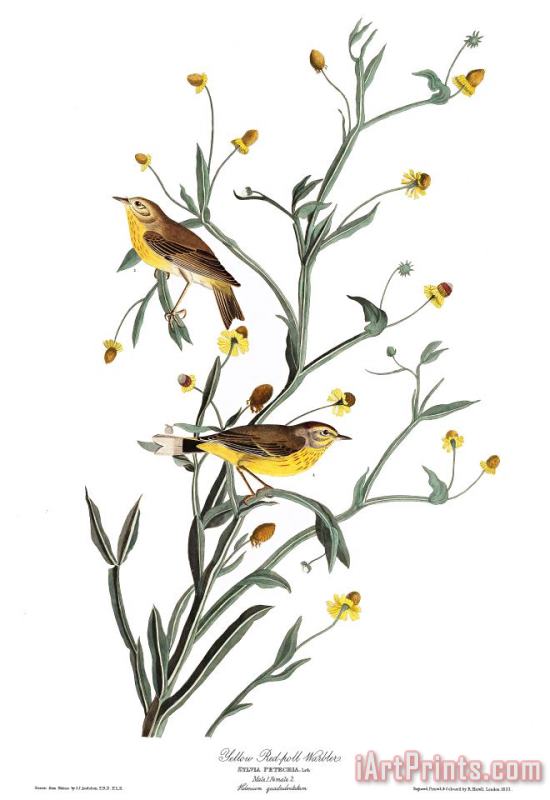 John James Audubon Yellow Red Poll Warbler Art Painting