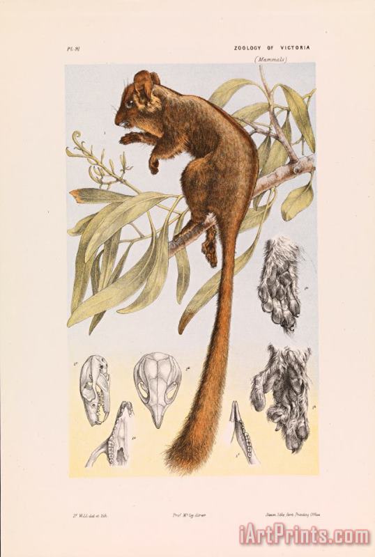 John James Wild Leadbeater's Possum, Gymnobelideus Leadbeateri Art Print