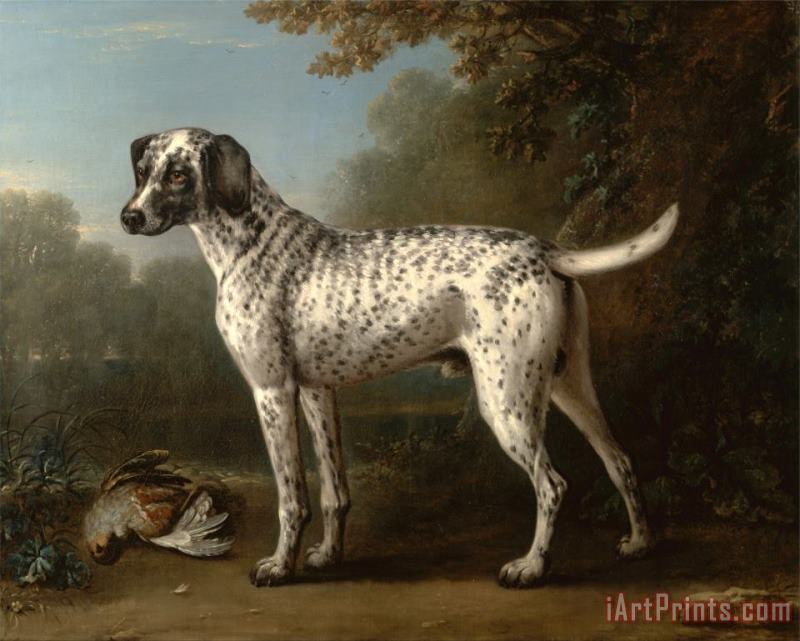A Grey Spotted Hound painting - John Wootton A Grey Spotted Hound Art Print
