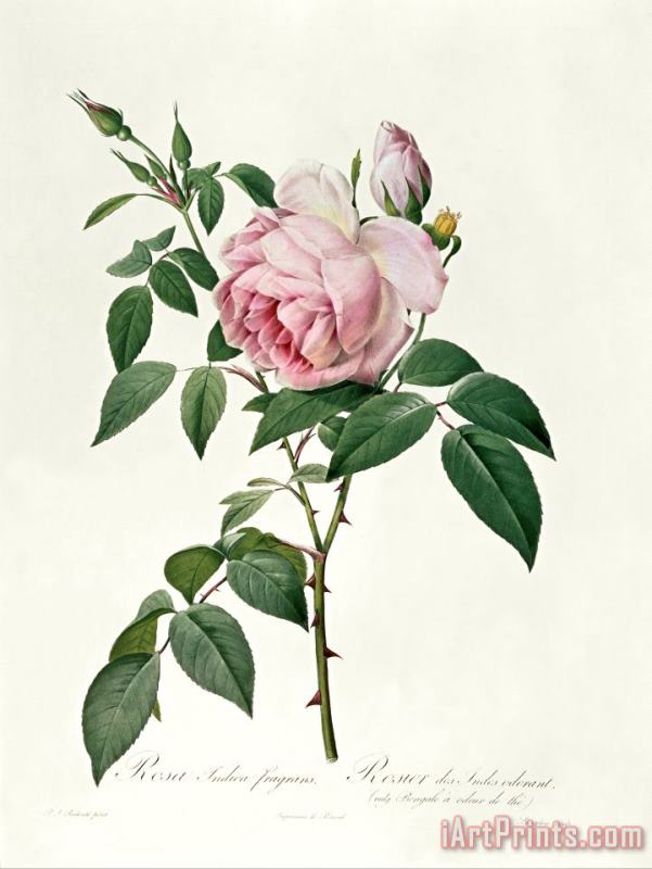 Rosa chinensis and Rosa gigantea painting - Joseph Pierre Redoute Rosa chinensis and Rosa gigantea Art Print