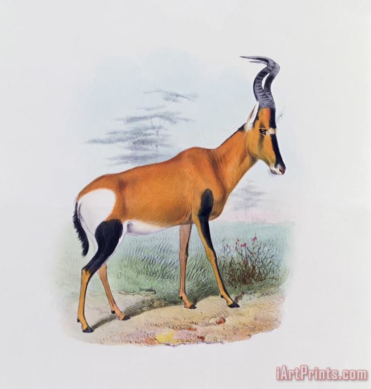 Joseph Wolf Antelope Art Painting