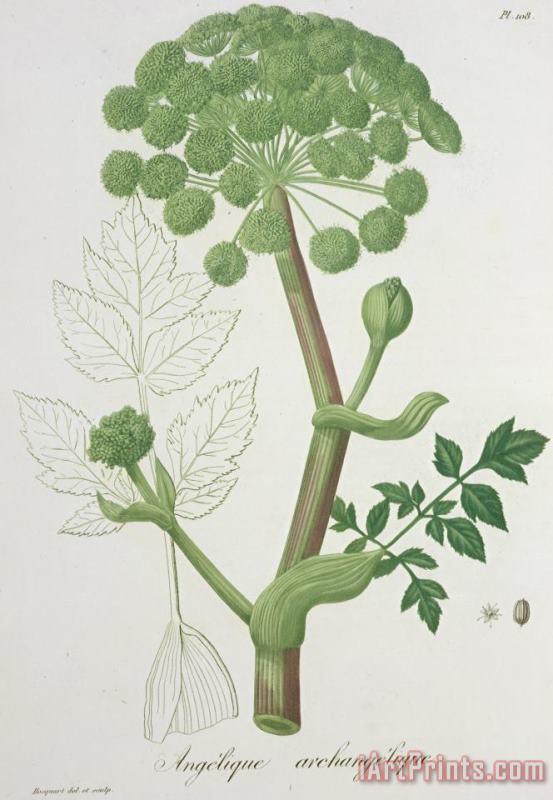 Angelica Archangelica From 'phytographie Medicale' By Joseph Roques painting - L F J Hoquart Angelica Archangelica From 'phytographie Medicale' By Joseph Roques Art Print