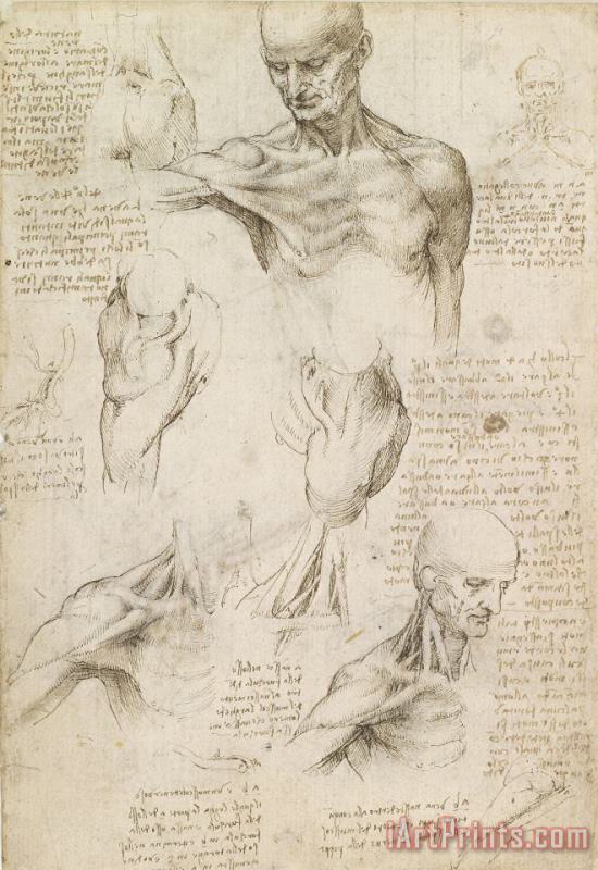 Leonardo da Vinci Anatomical Drawing Of Shoulder And Neck Art Painting