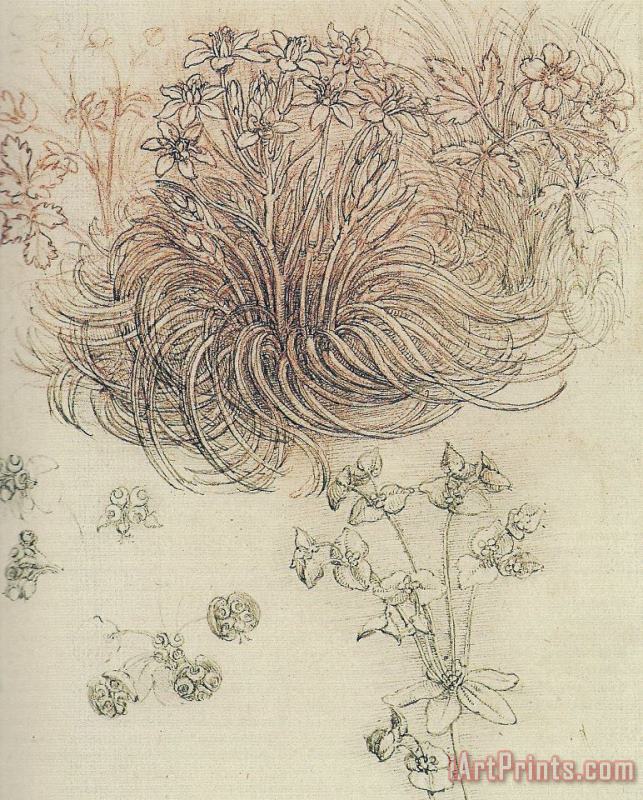 Leonardo da Vinci Botanical Study Art Painting