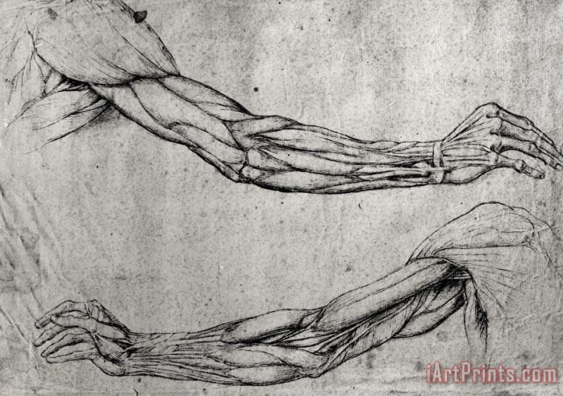 Study Of Arms painting - Leonardo da Vinci Study Of Arms Art Print