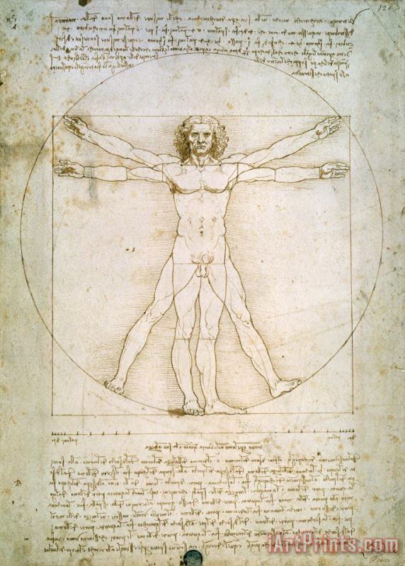 The Proportions of the human figure painting - Leonardo da Vinci The Proportions of the human figure Art Print