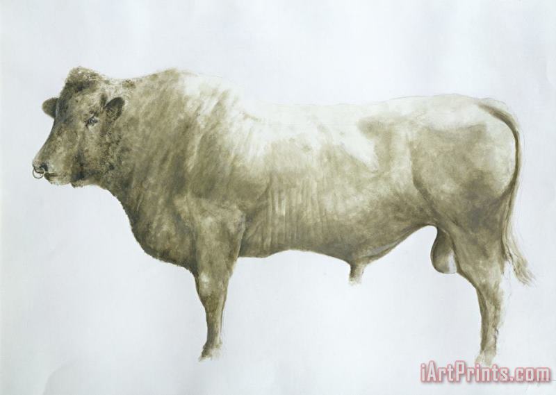 Lincoln Seligman Islay Bull Art Print