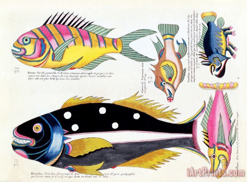 Louis Renard Fish Art Print