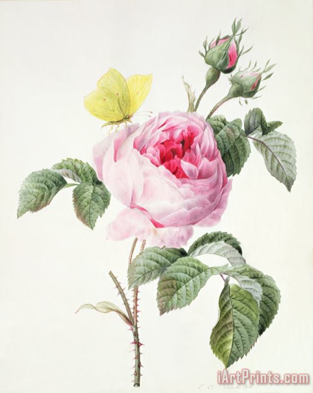 Louise DOrleans Pink rose with buds and a brimstone butterfly Art Painting