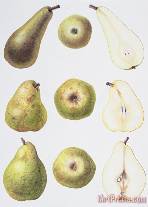 Margaret Ann Eden Six Pears Art Print