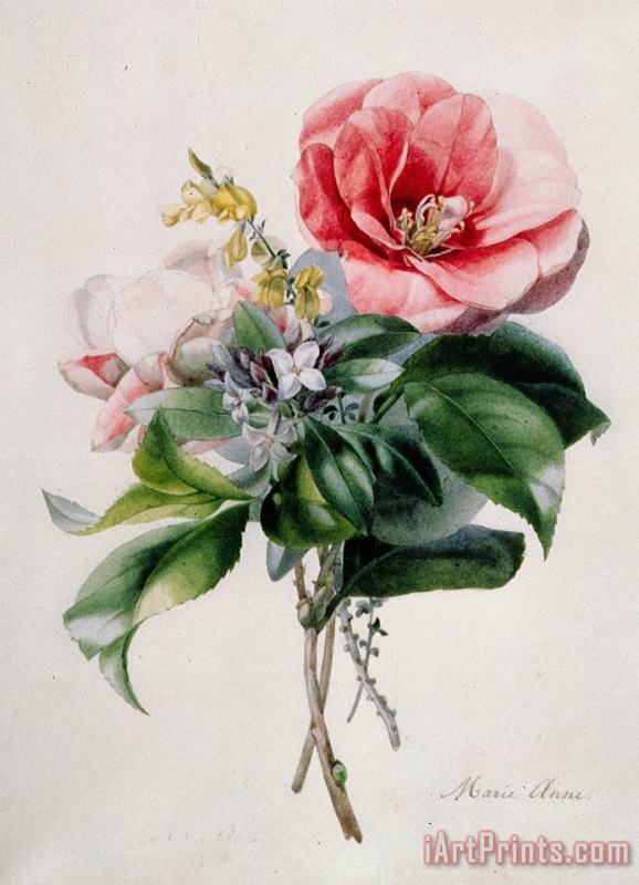 Marie-Anne Camellia and Broom Art Print