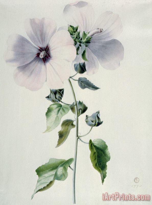 Marie-Anne Musk Mallow Art Painting