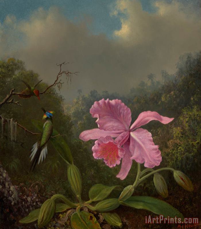 Fighting Hummingbirds with Pink Orchid painting - Martin Johnson Heade Fighting Hummingbirds with Pink Orchid Art Print