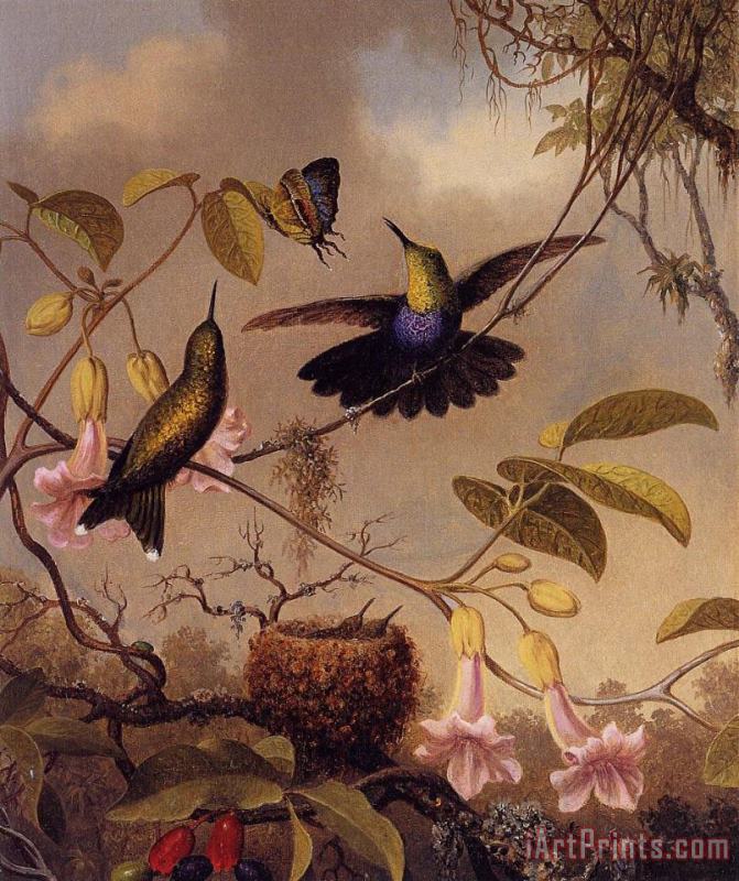 Fort Tailed Woodnymph painting - Martin Johnson Heade Fort Tailed Woodnymph Art Print
