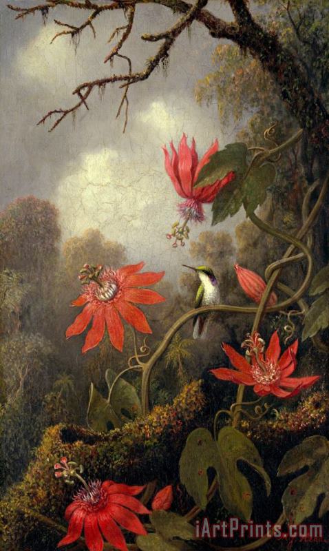 Martin Johnson Heade Hummingbird And Passionflowers Art Painting