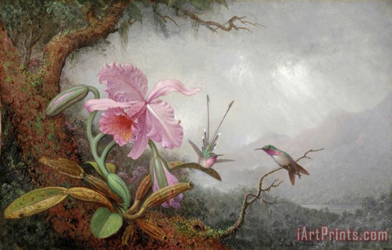 Martin Johnson Heade Hummingbirds And Orchids Art Print