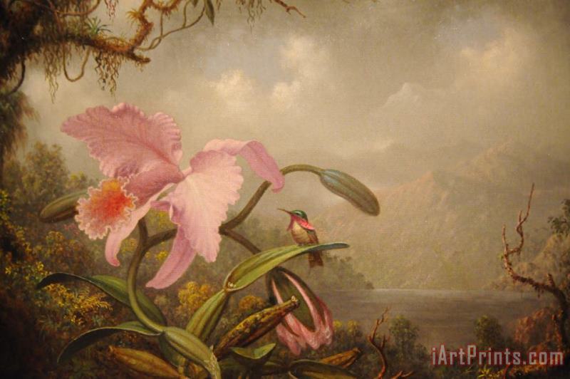Martin Johnson Heade Orchid And Hummingbird Art Painting