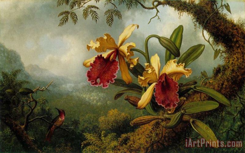 Martin Johnson Heade Orchids And Hummingbird Art Print