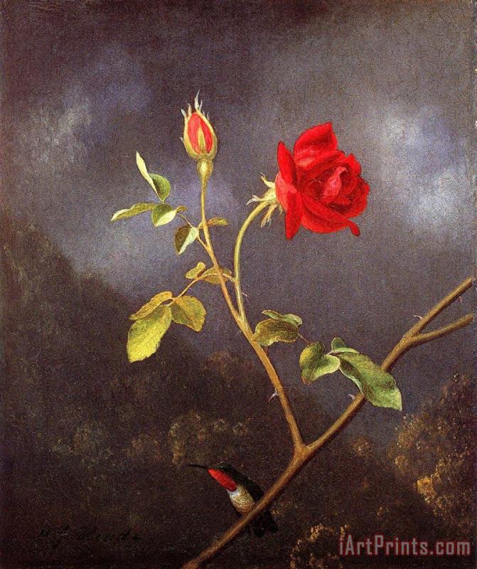 Red Rose with Ruby Throat painting - Martin Johnson Heade Red Rose with Ruby Throat Art Print