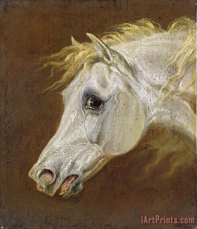 Martin Theodore Ward Head of a Grey Arabian Horse Art Painting
