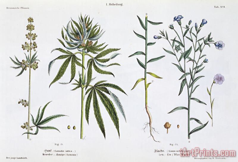 Cannabis And Flax painting - Matthias Trentsensky Cannabis And Flax Art Print