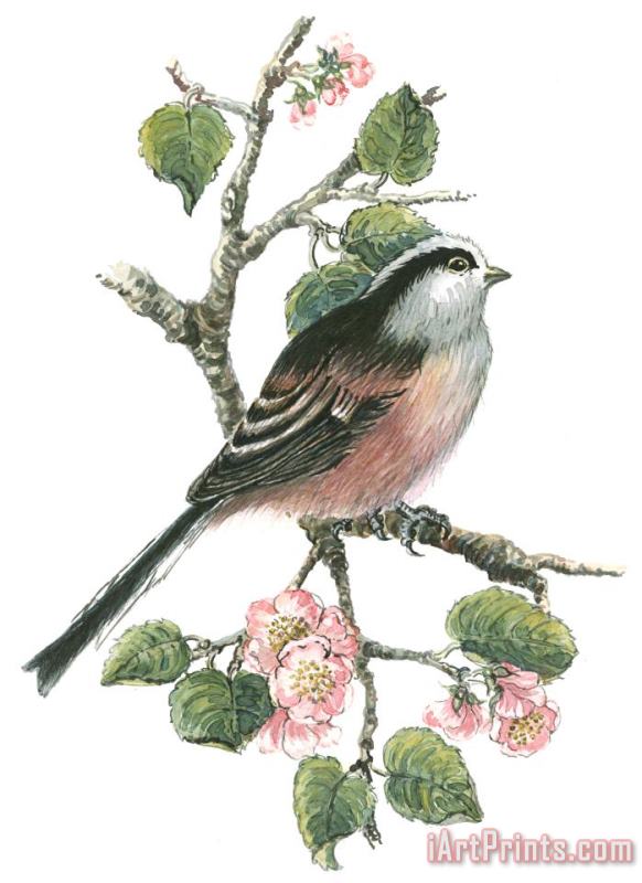 Nell Hill Long Tailed Tit And Cherry Blossom Art Print