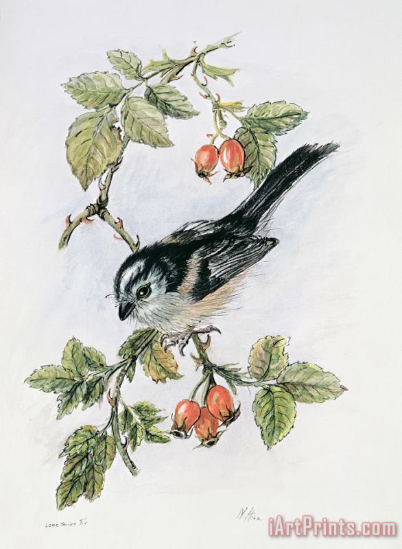Nell Hill Long Tailed Tit And Rosehips Art Print