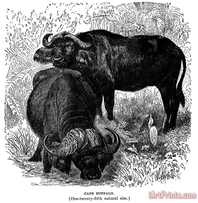 African Buffalo painting - Others African Buffalo Art Print