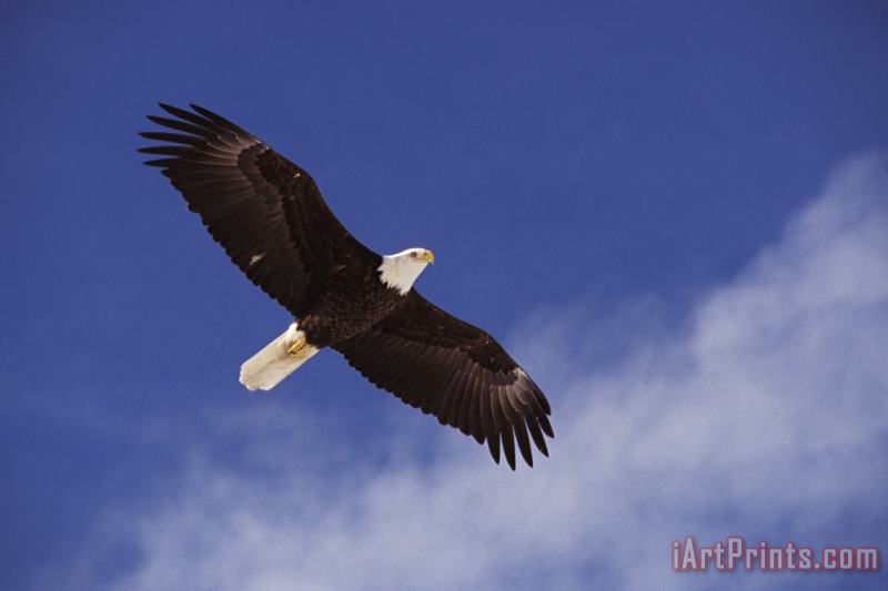 Alaska. Bald Eagle Flying painting - Others Alaska. Bald Eagle Flying Art Print