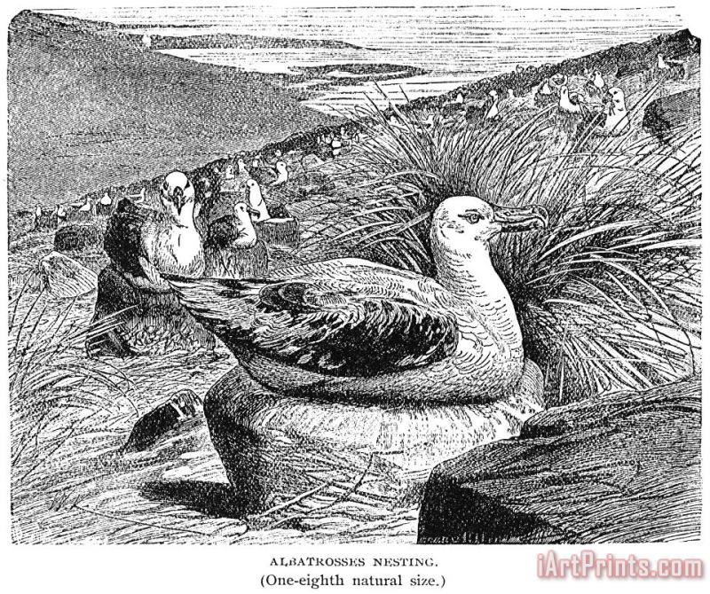 Albatross painting - Others Albatross Art Print