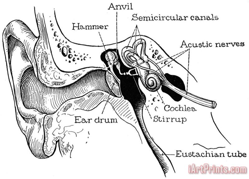 Others Anatomy: Ear Canal Art Print