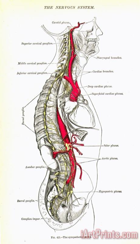 Others Anatomy: Nervous System Art Print