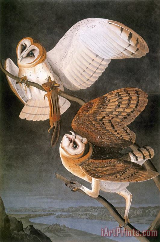 Others Audubon: Owl Art Painting