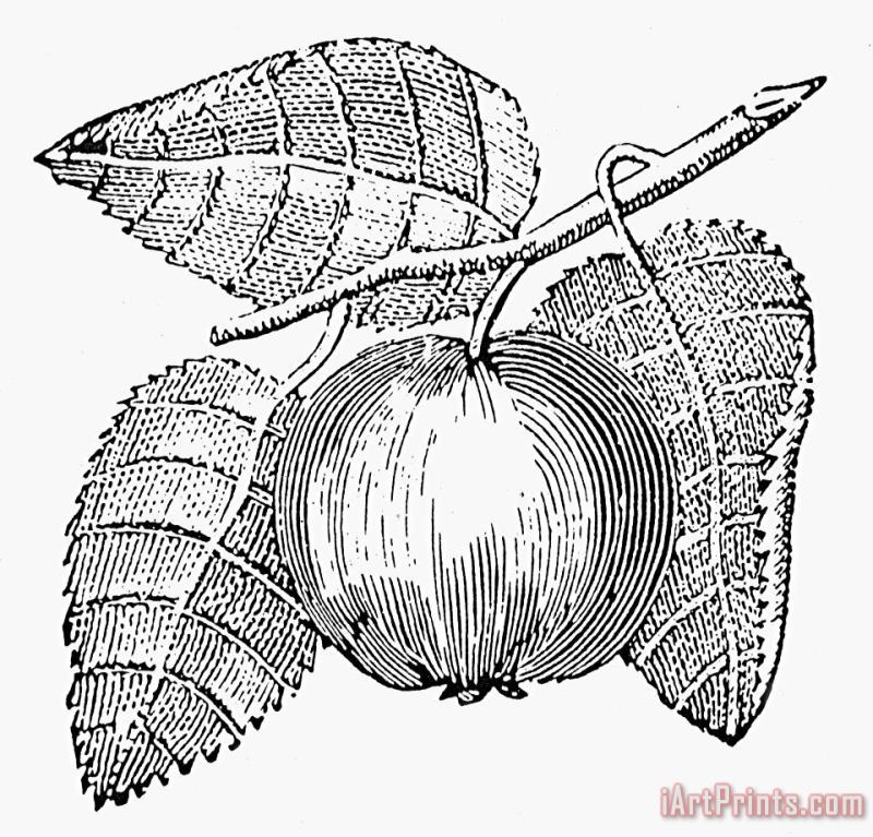 Others Botany: Apple Art Print