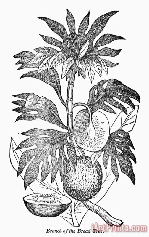 Others Botany: Breadfruit Tree Art Print