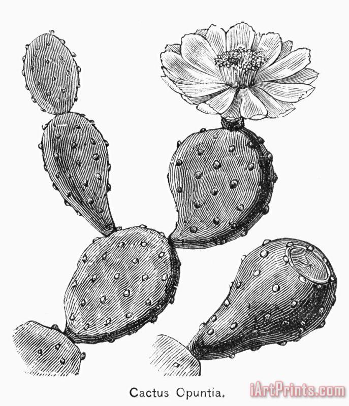 Botany: Cactus painting - Others Botany: Cactus Art Print