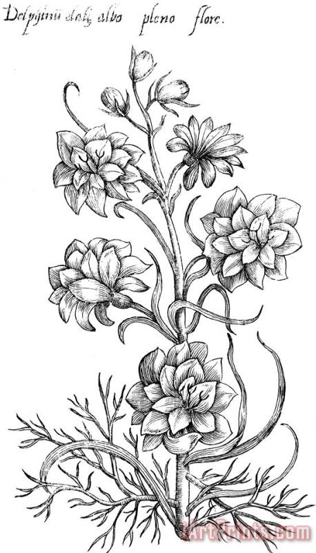 Others Botany: Larkspur, 1612 Art Print