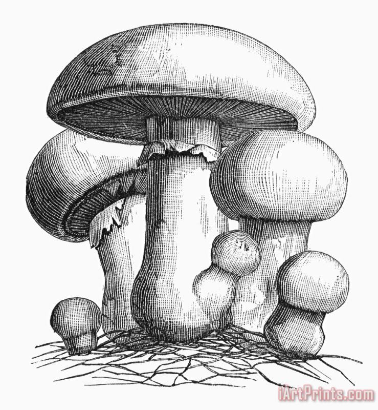Others Botany: Mushroom Art Painting