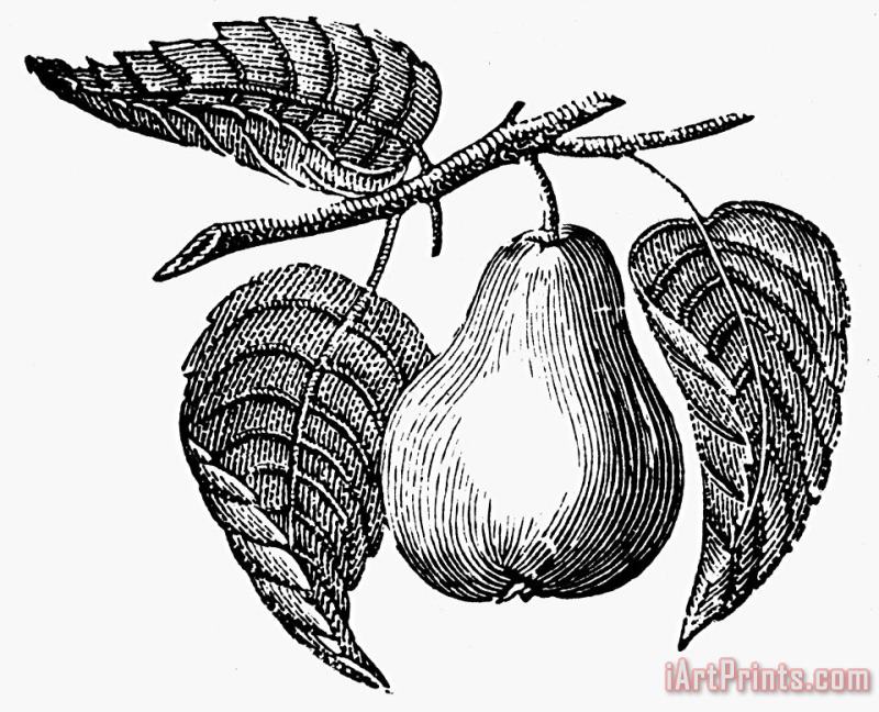 Botany: Pear painting - Others Botany: Pear Art Print