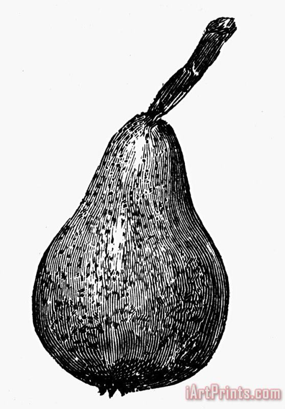Others Botany: Pear Art Painting