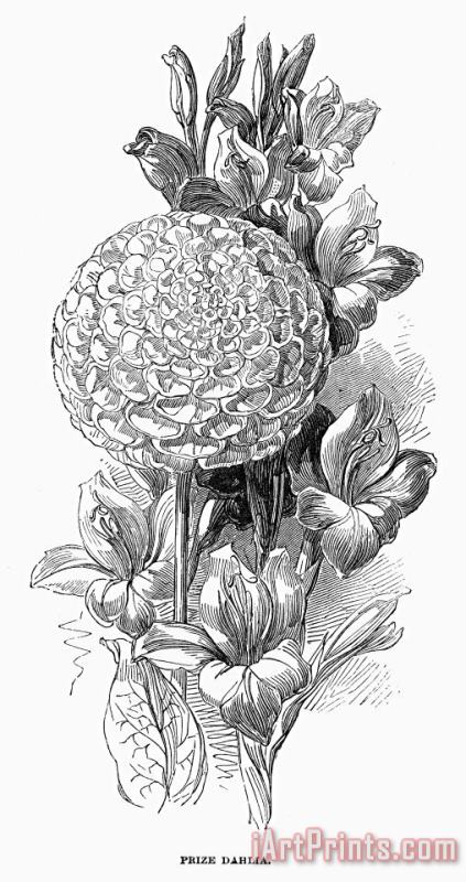 Others Botany: Prize Dahlia Art Print