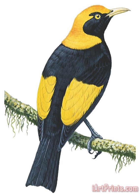Bowerbird painting - Others Bowerbird Art Print