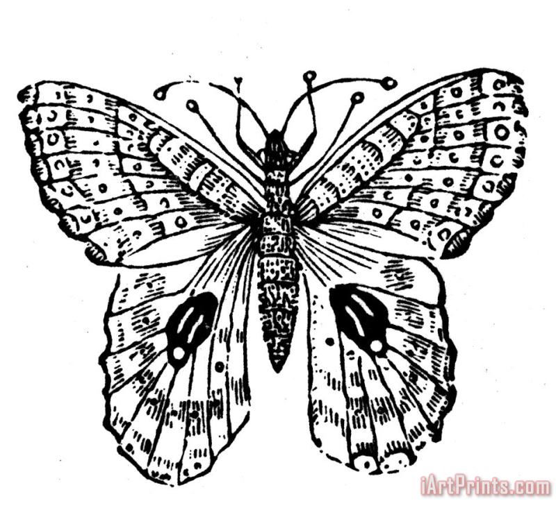 Others Butterfly Art Print