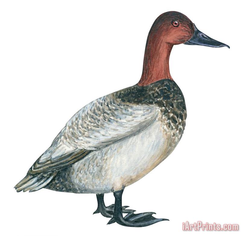Others Canvasback Duck Art Painting