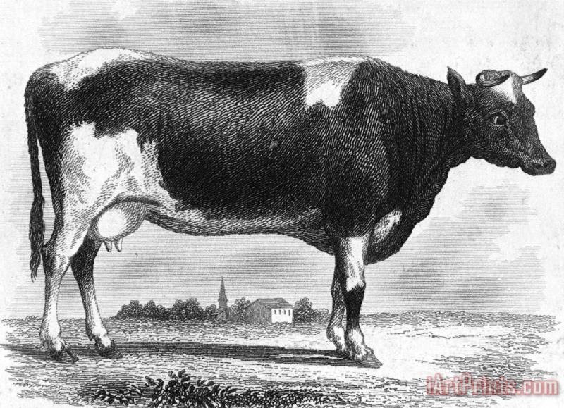 CATTLE, 19th CENTURY painting - Others CATTLE, 19th CENTURY Art Print