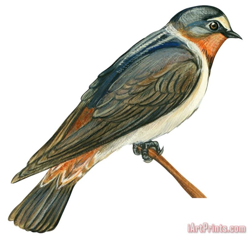 Others Cliff Swallow Art Painting