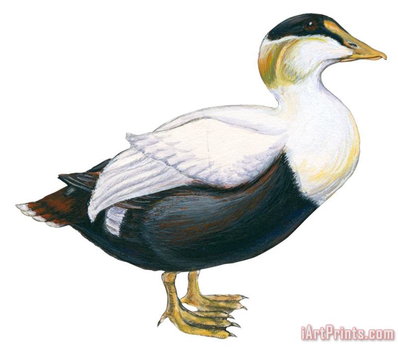 Others Common Eider Art Painting