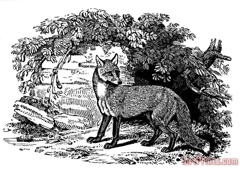 Common Fox painting - Others Common Fox Art Print